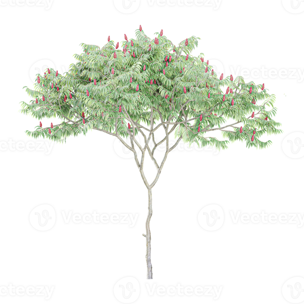3D rendering of Staghorn sumac tree isolated on transparent Canvas png