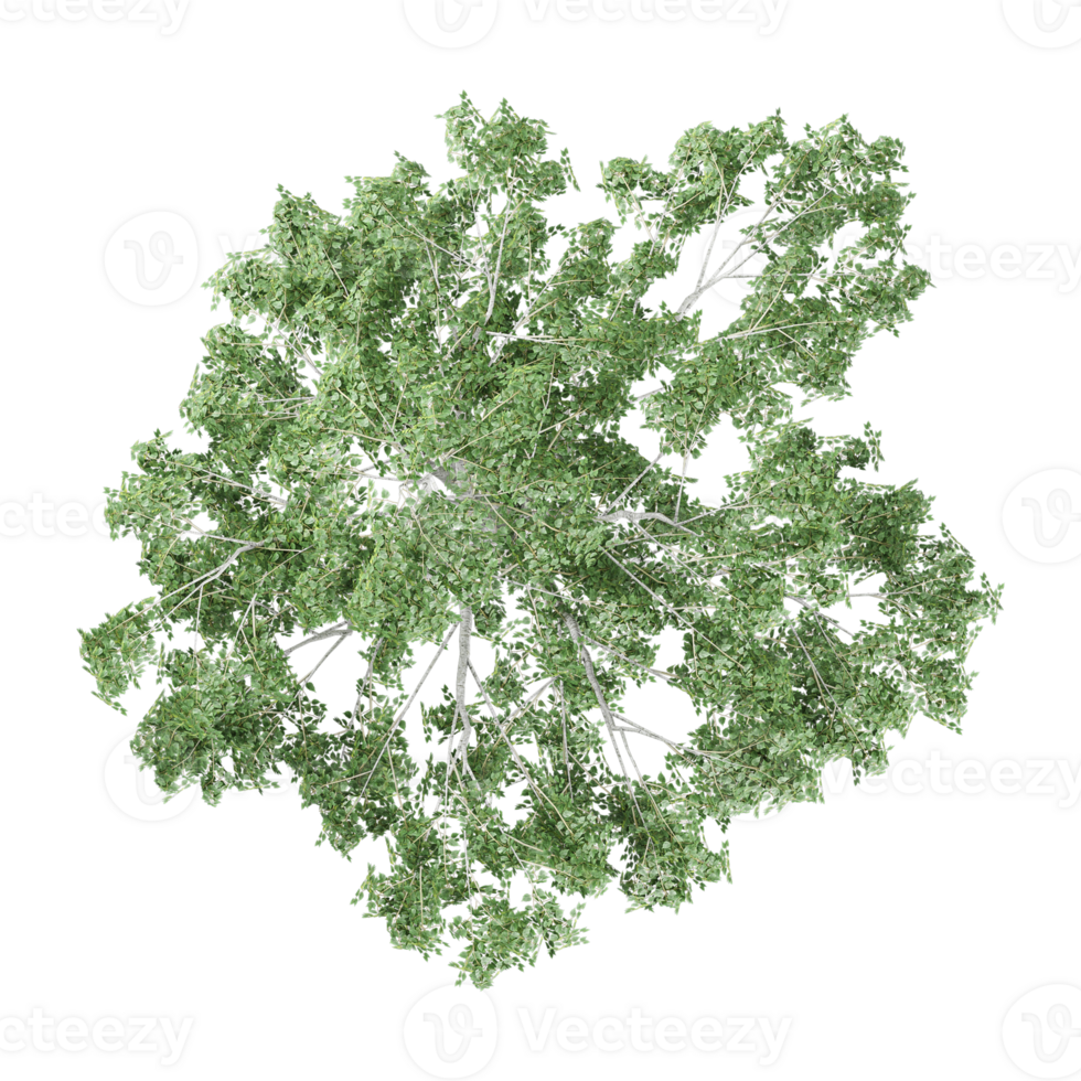 collection of Birch tree with realistic style from top view png