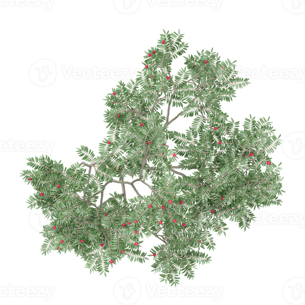 collection of English Yew tree with realistic style from top view png