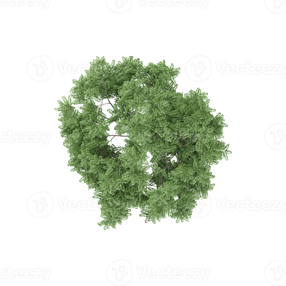 Collection of Caragana tree with realistic style from top view png