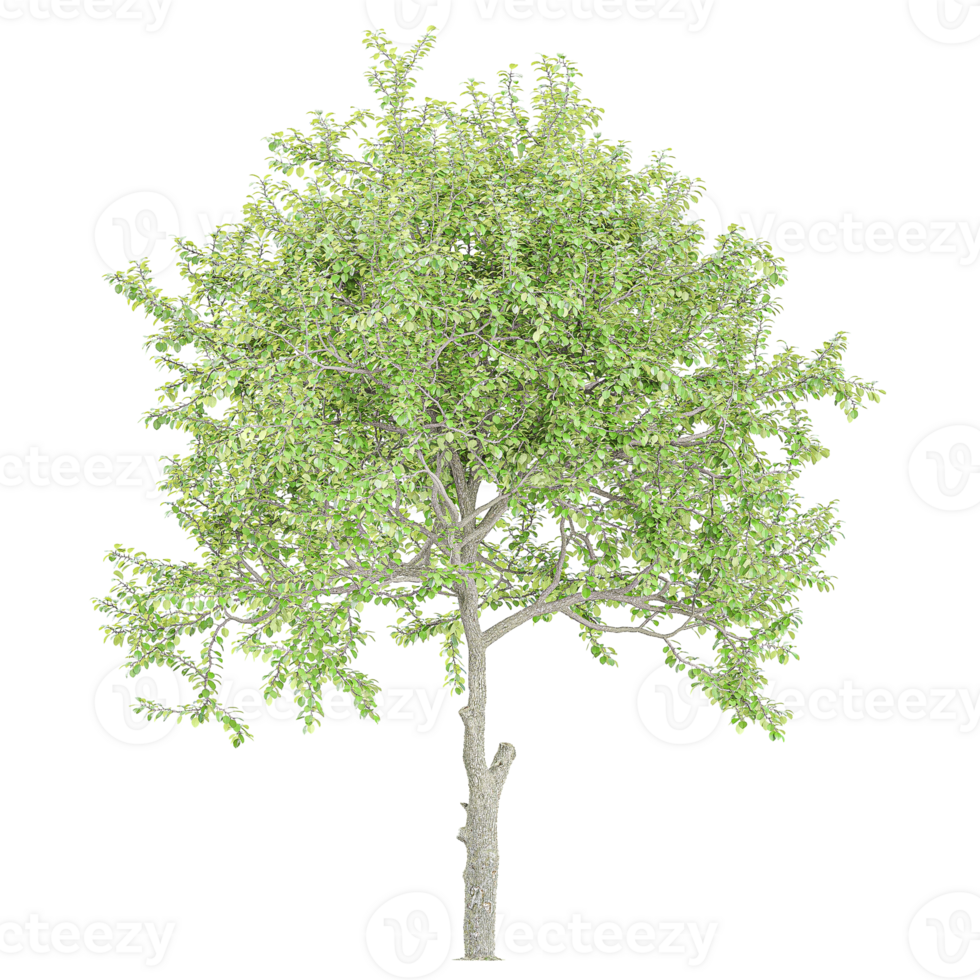 3D rendering of Olive tree isolated on transparent Canvas png