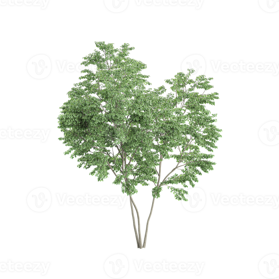 Eucalyptus tree isolated on transparent Canvas png
