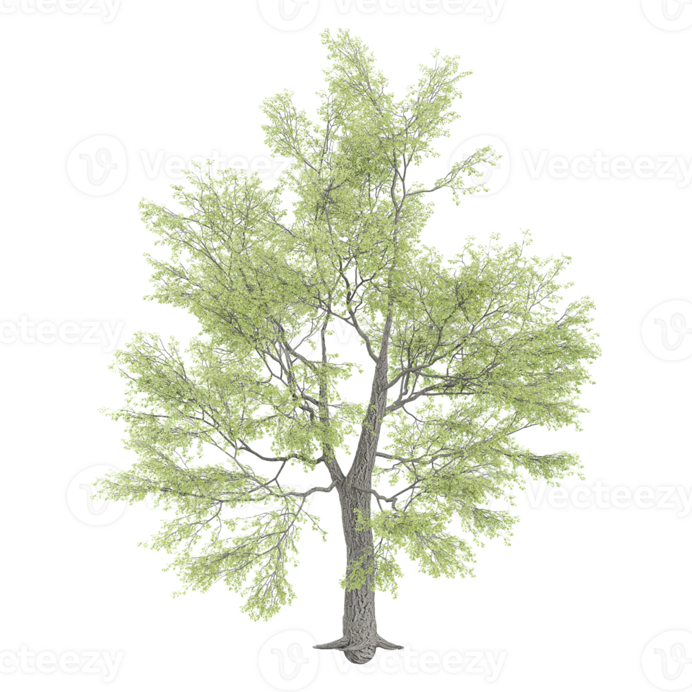 3D rendering of Birch tree isolated on transparent Canvas png