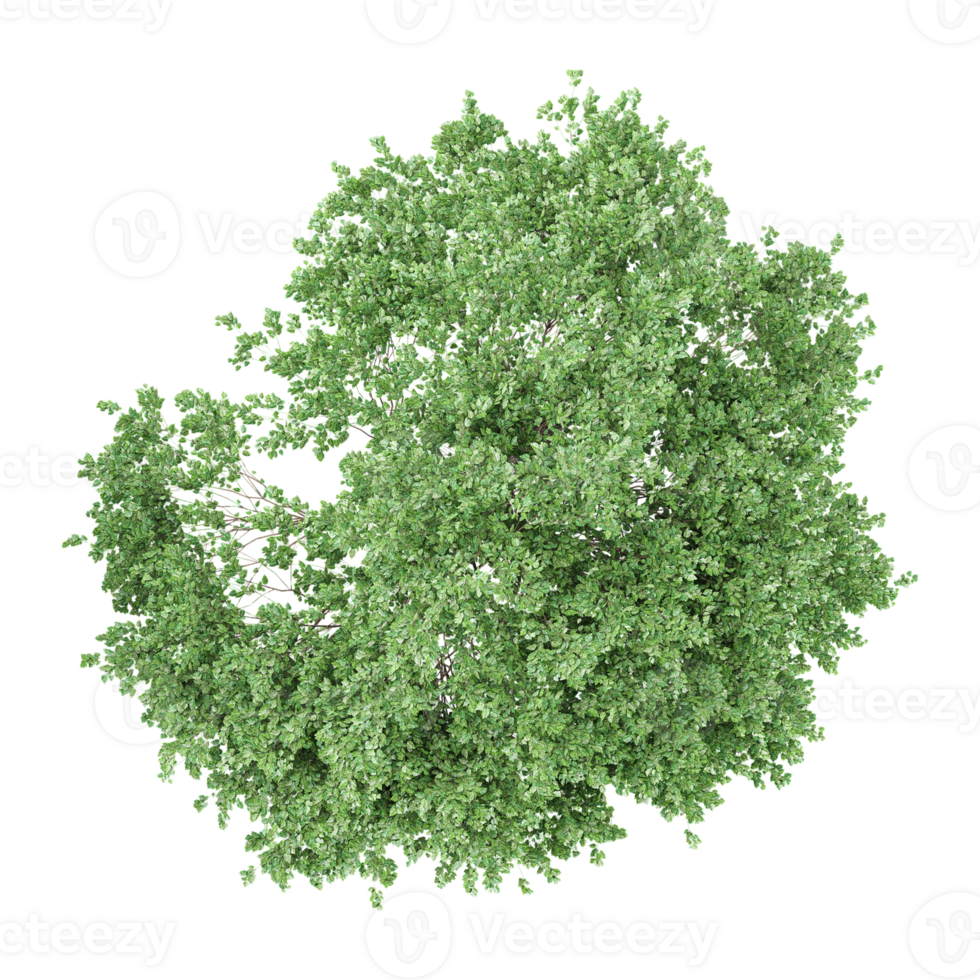 3d rendering of Birch tree from the topview png