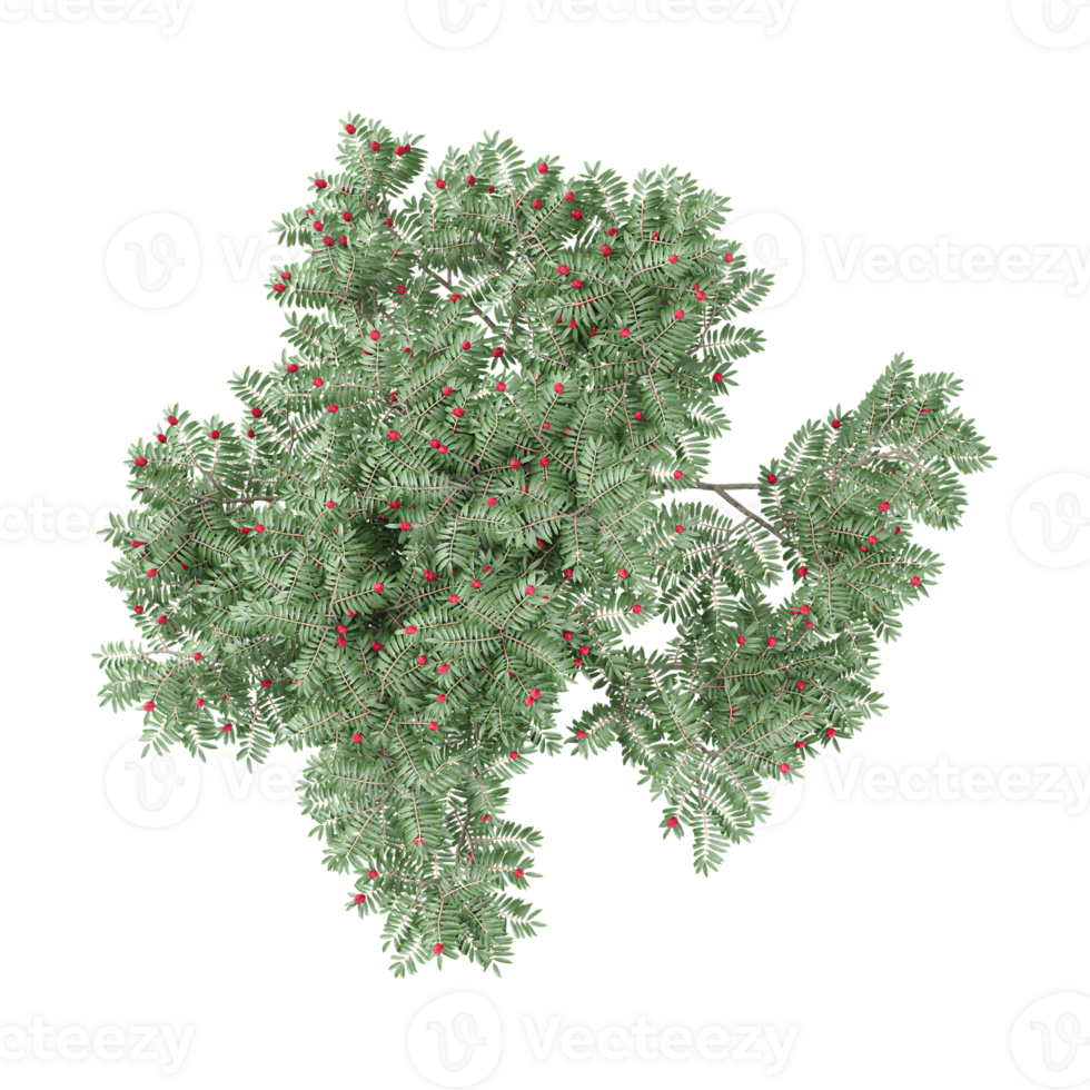 Top view of English Yew tree isolated on transparent Canvas png