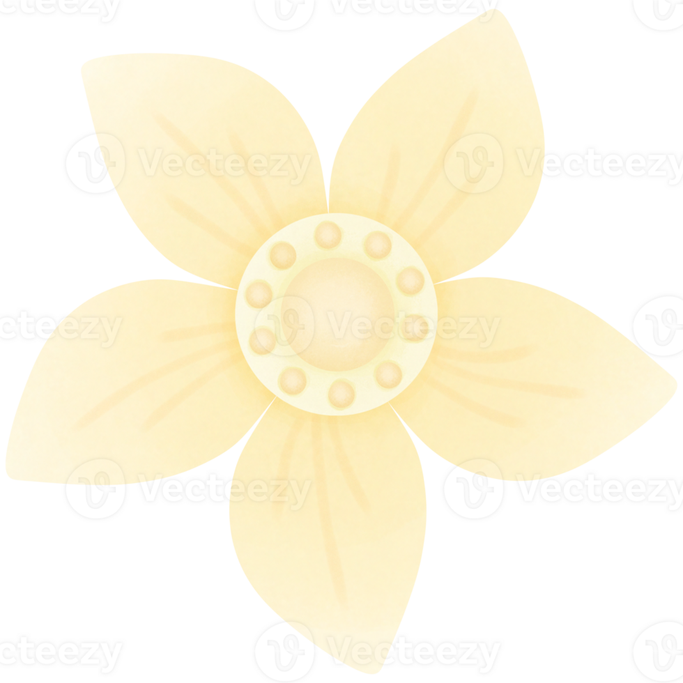 Yellow flower with 5 petals png