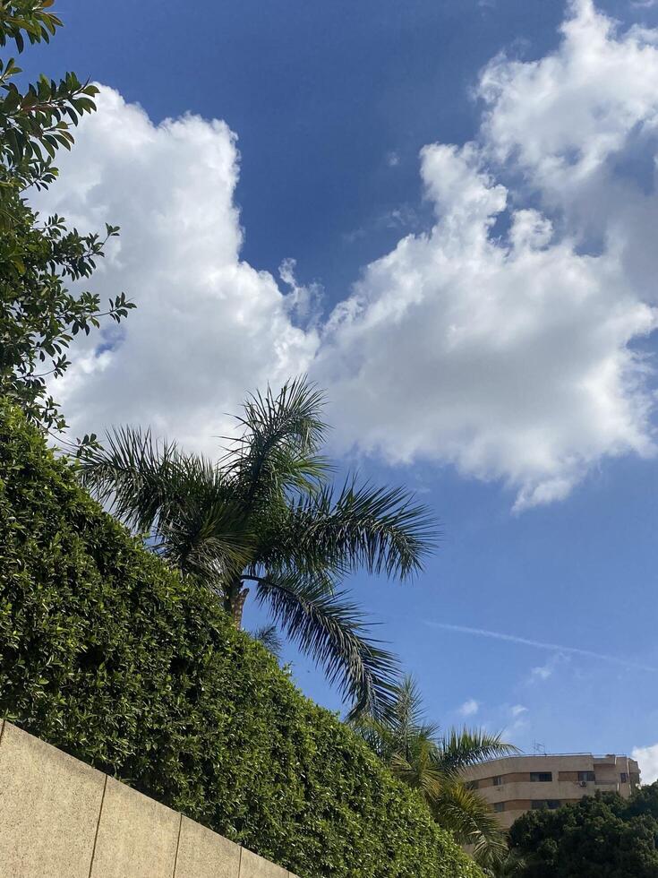 Clouds and trees photo