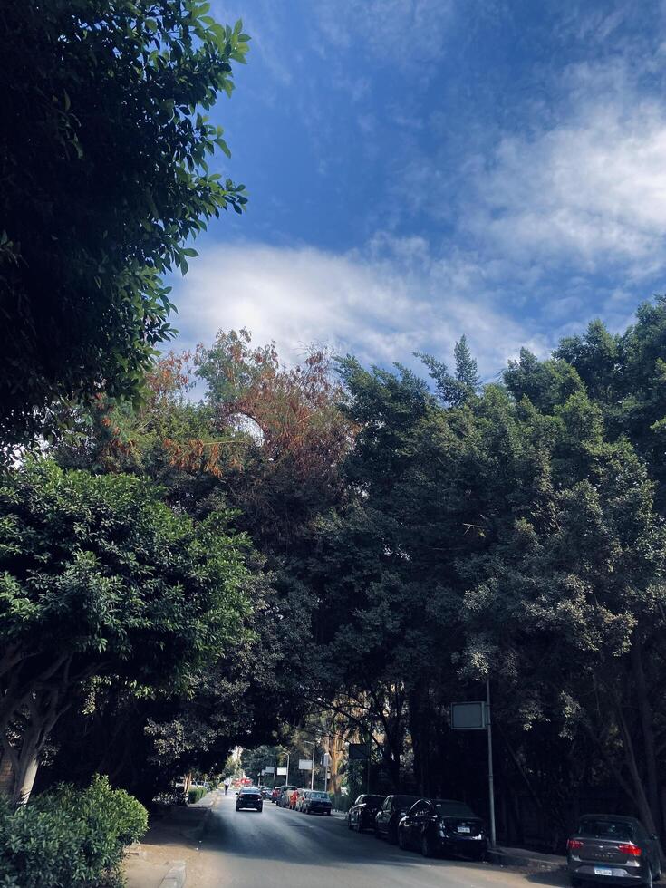 Clouds and trees photo