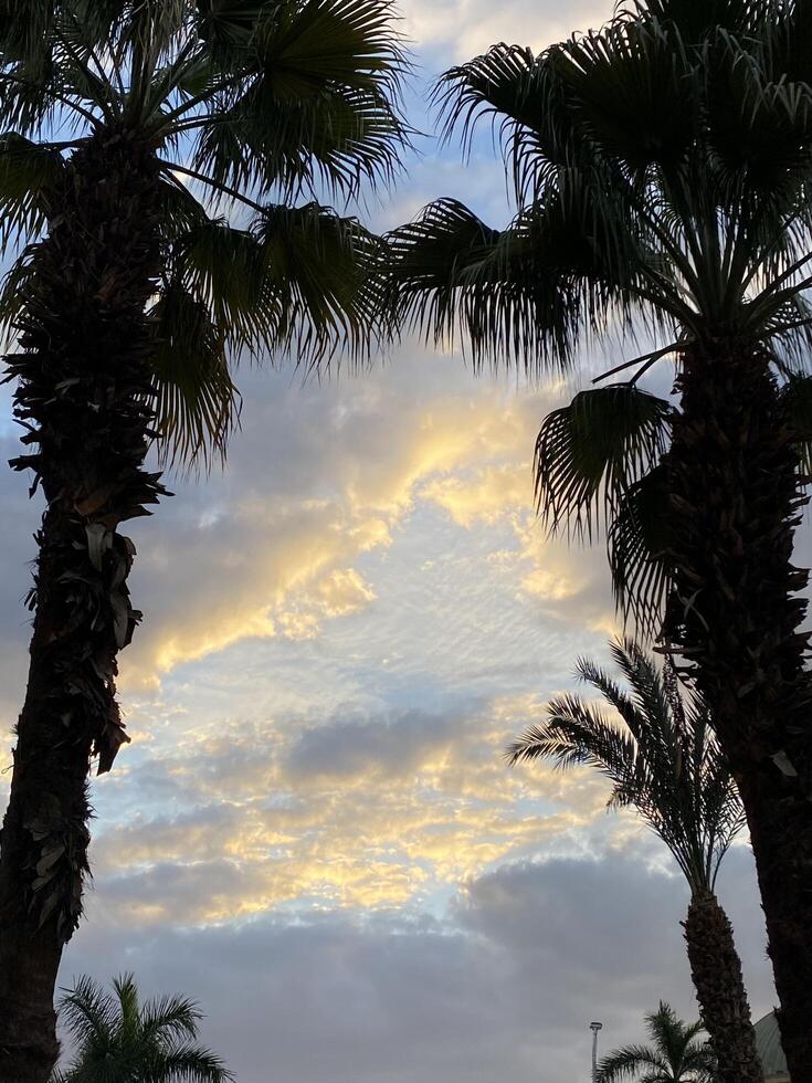 Clouds and trees photo