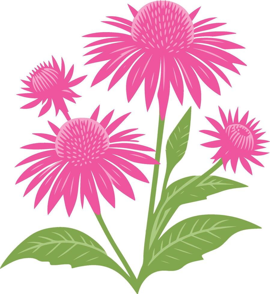 Decorative Echinacea flowers symbol, Coneflower vector