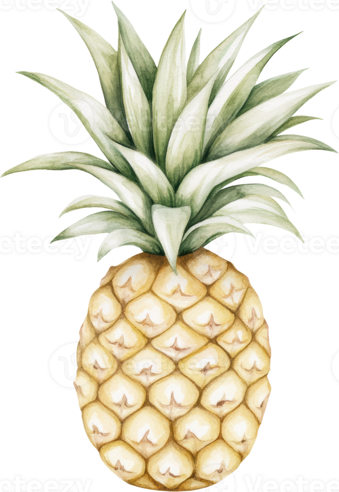 A Lush and Vibrant Pineapple Illustration in Subtle Watercolors png