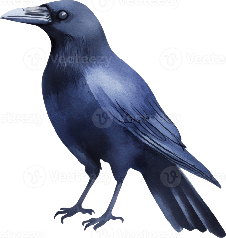 Captivating Blue Raven Standing in Profile View png