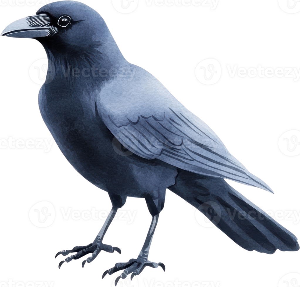 Artistic Illustration of a Solemn Raven in Detailed Watercolor Style png