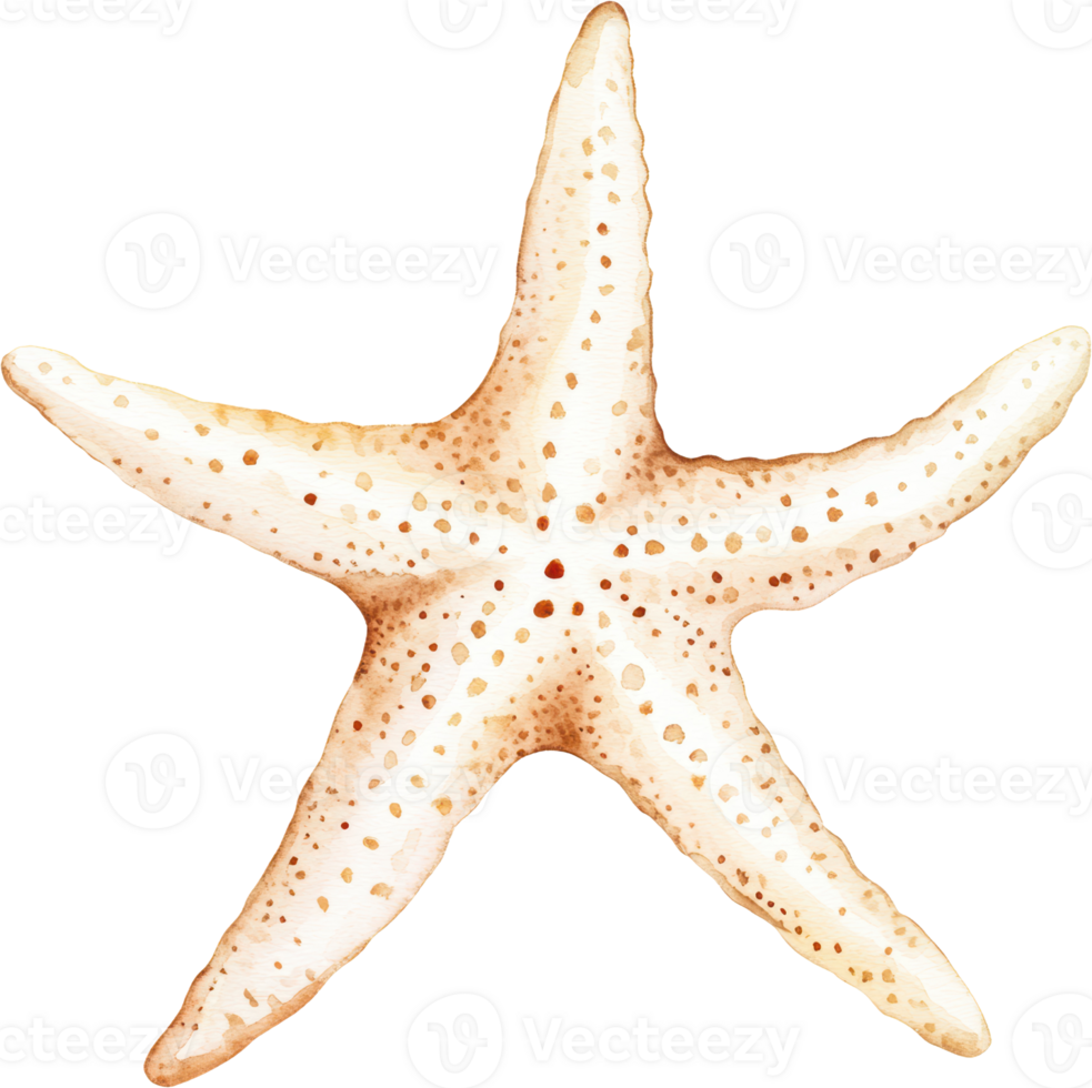 Delicate Watercolor Starfish with Intricate Detailing png