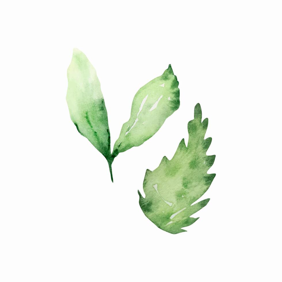 Green leaves watercolor set, floral illustration vector