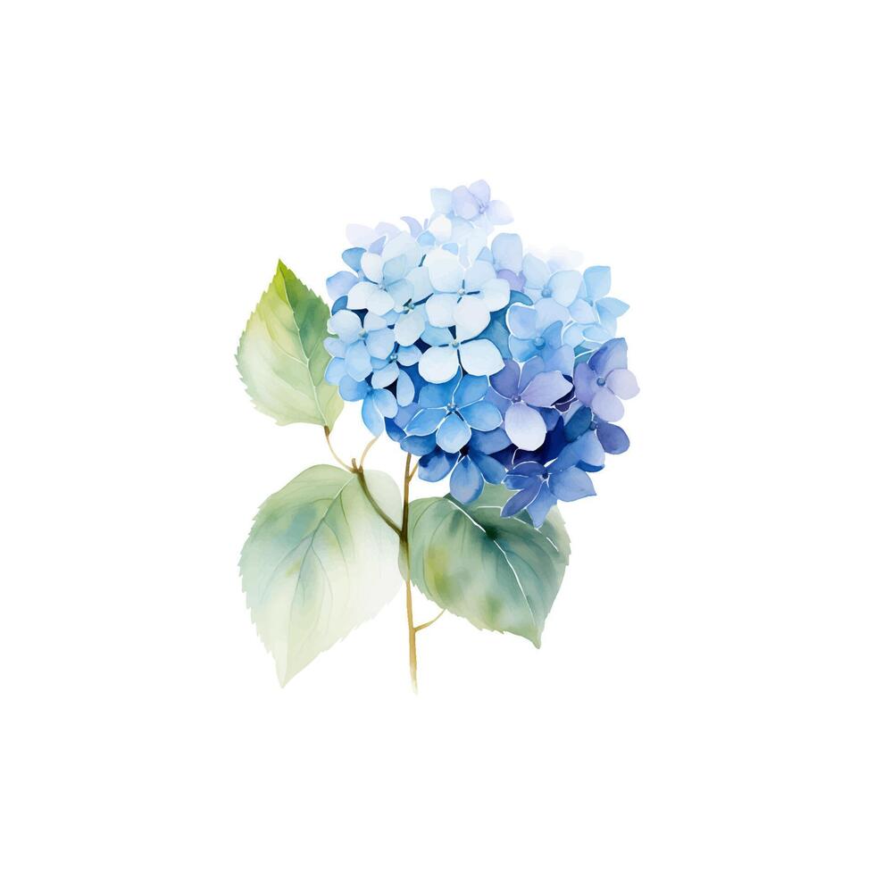 Watercolor blue hydrangea branch with leaves vector