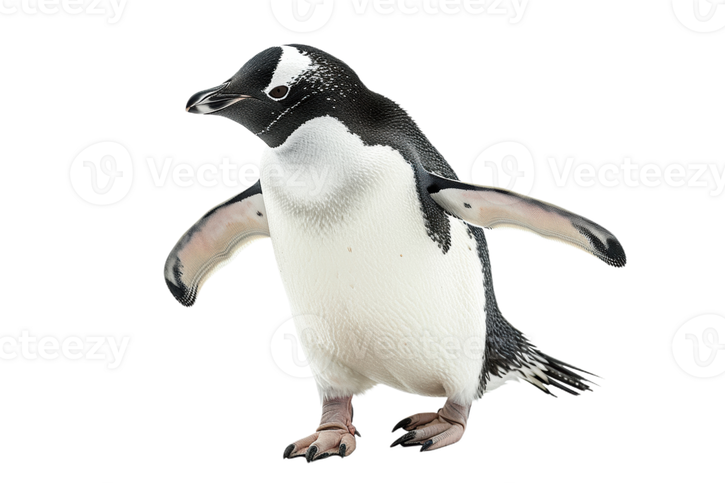 A Curious Penguins Waddle png