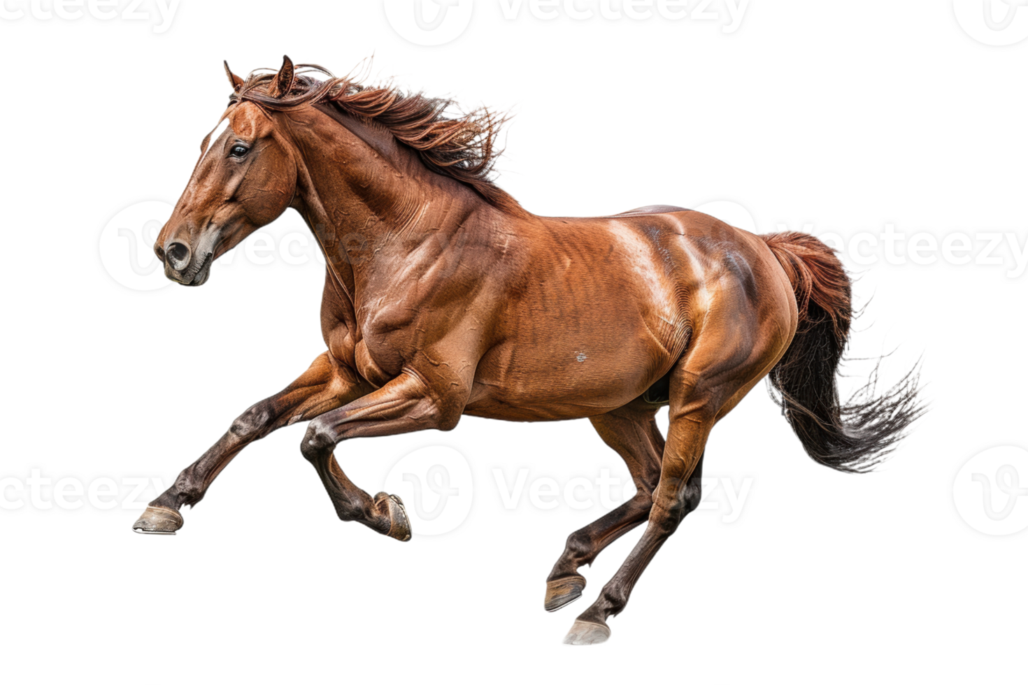 A Chestnut Stallion in Motion png