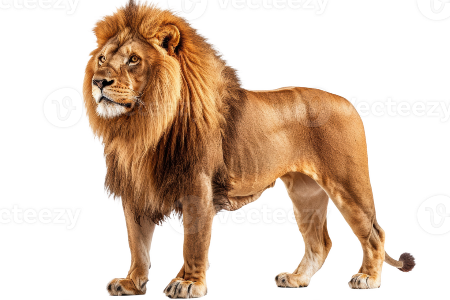 Majestic Lion With a Flowing Mane png