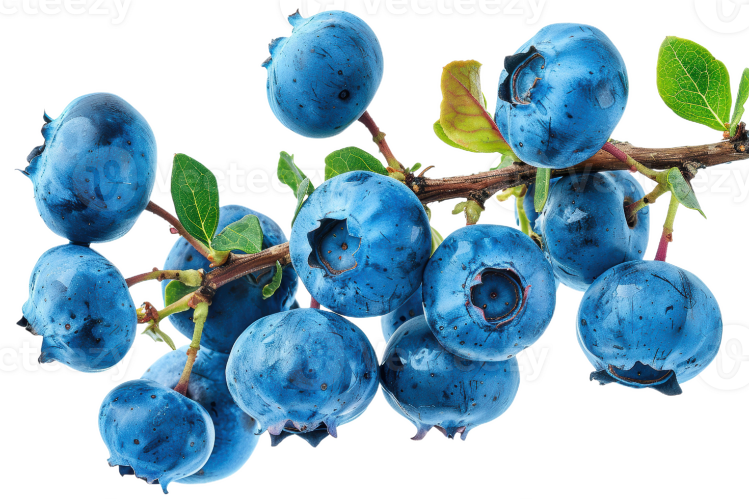 A Bountiful Blueberry Branch png