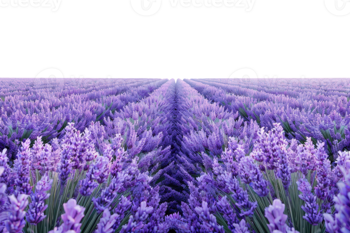 Lavender Fields at Sunrise png