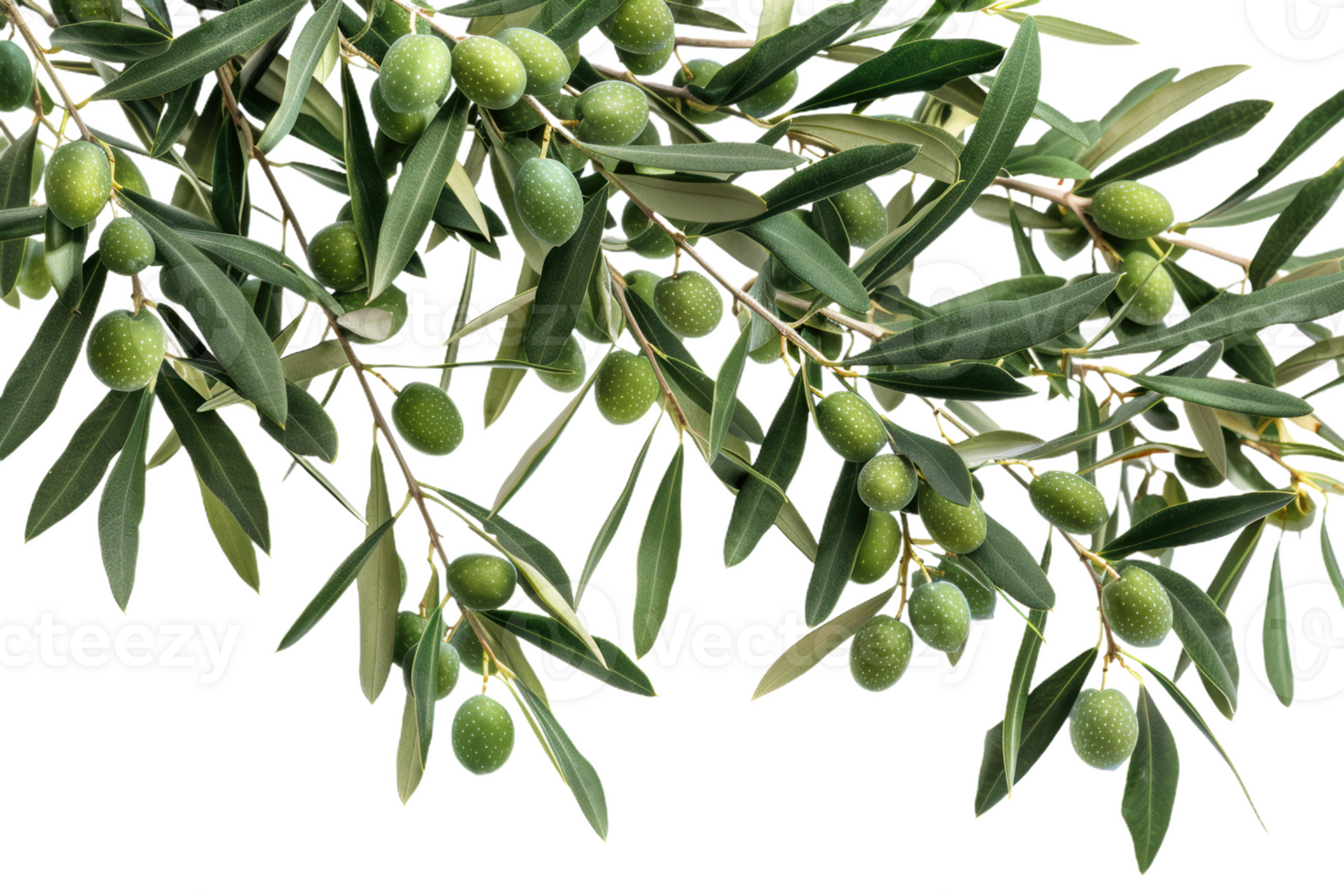 Olive Branch With Unripe Fruit png