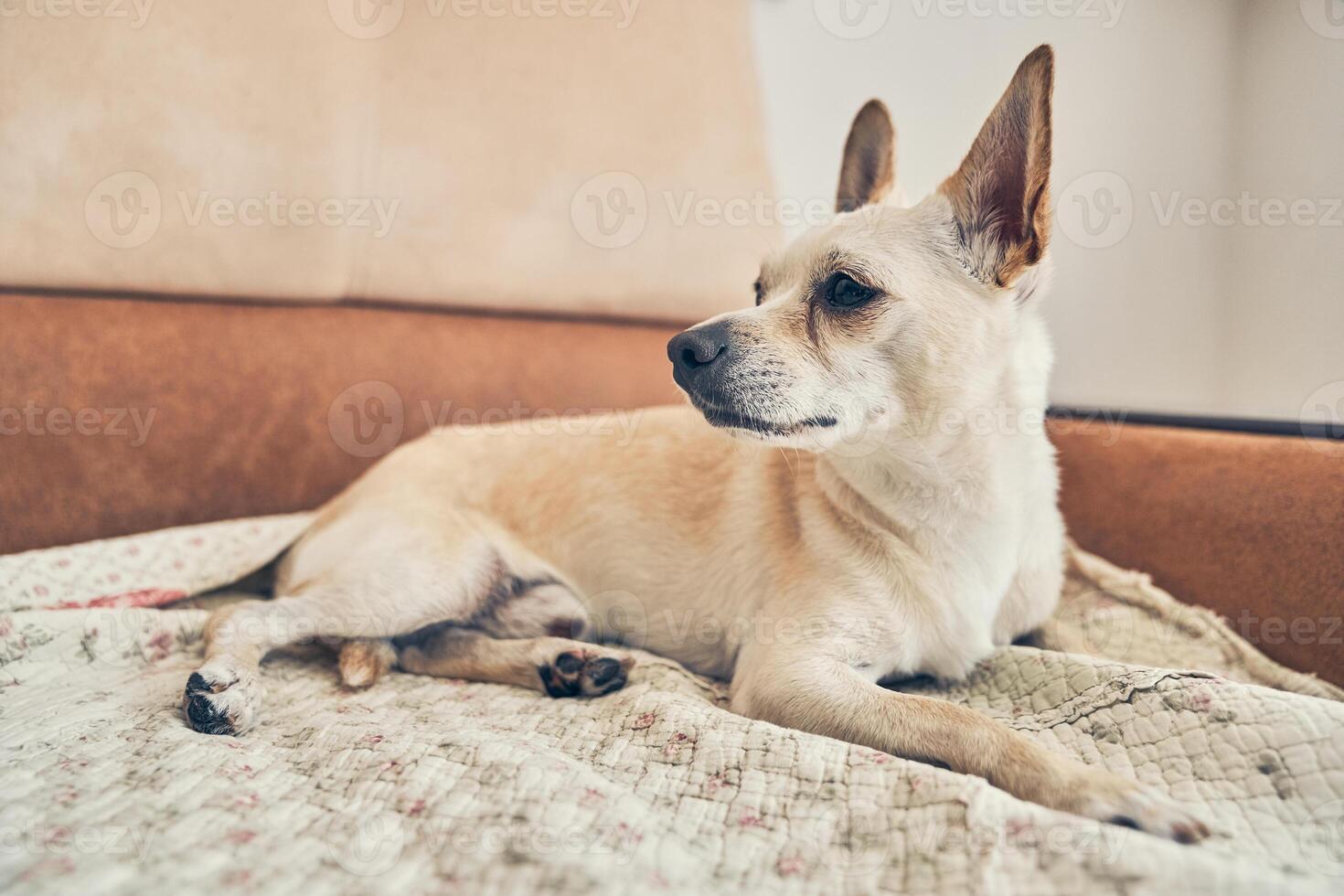 Adorable little dog lying in bed. Close-up, a place to copy. Cute chihuahua dog with big ears is resting on the bed. photo