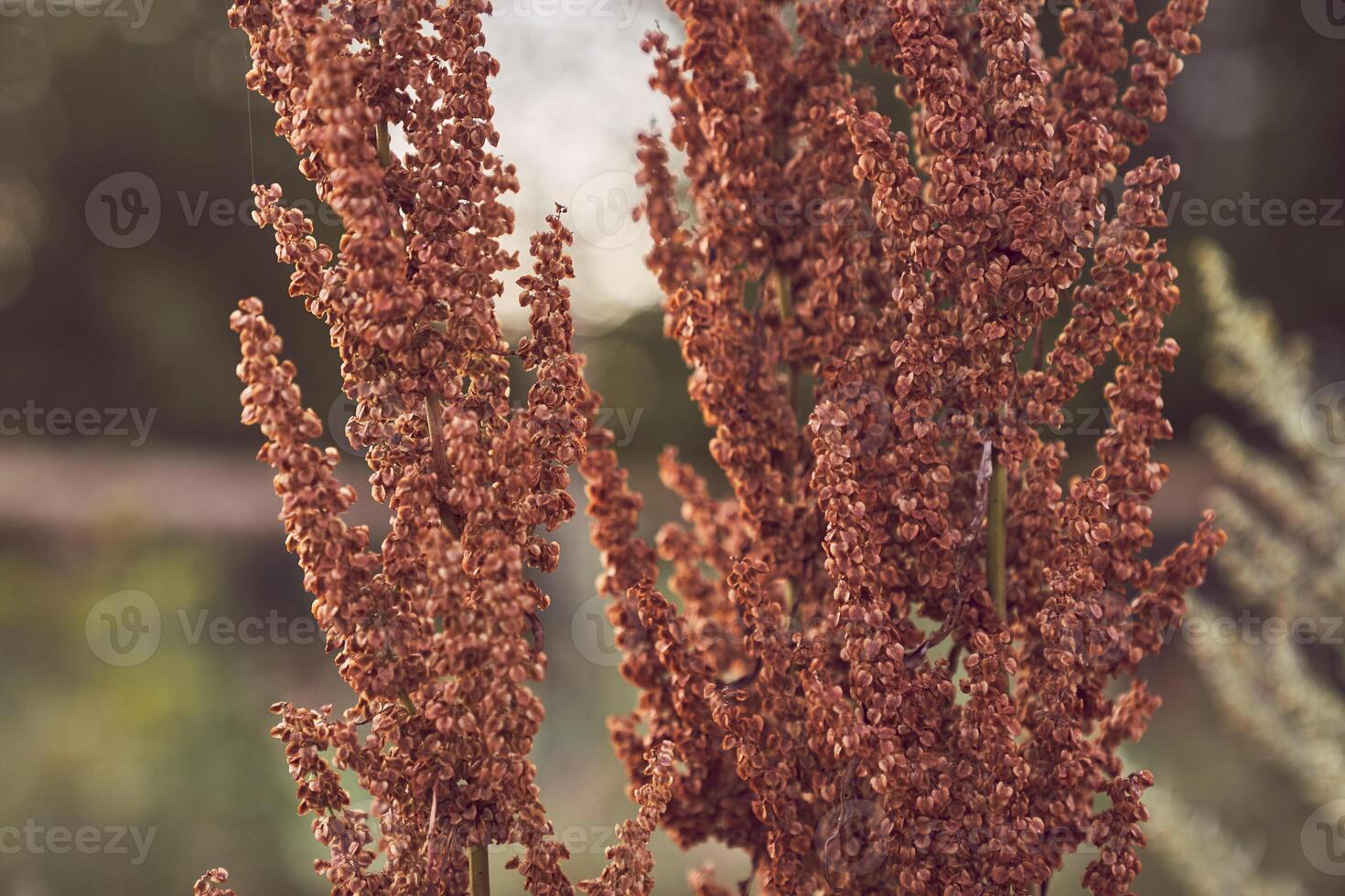 Fresh and dried fruits of Sorghum plants on the background of an autumn forest with space to copy photo