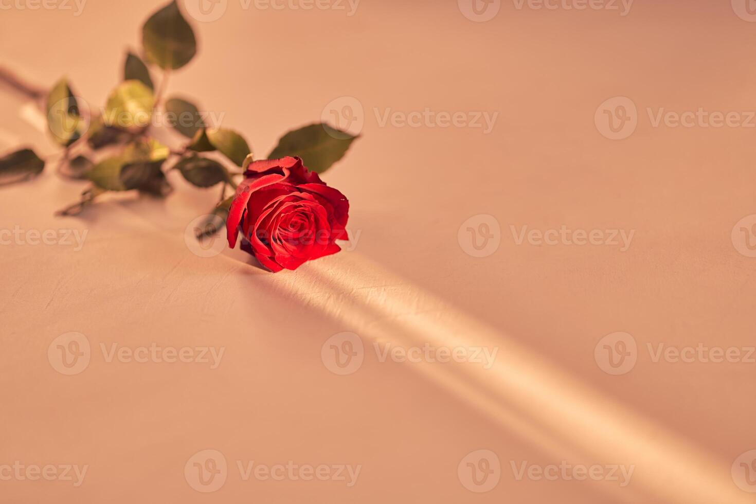 Beautiful red rose on a peach fuzz background on a narrow beam of sunlight. Background with copy space, empty, isolated on peach. Template, mock up for your design, text, card photo