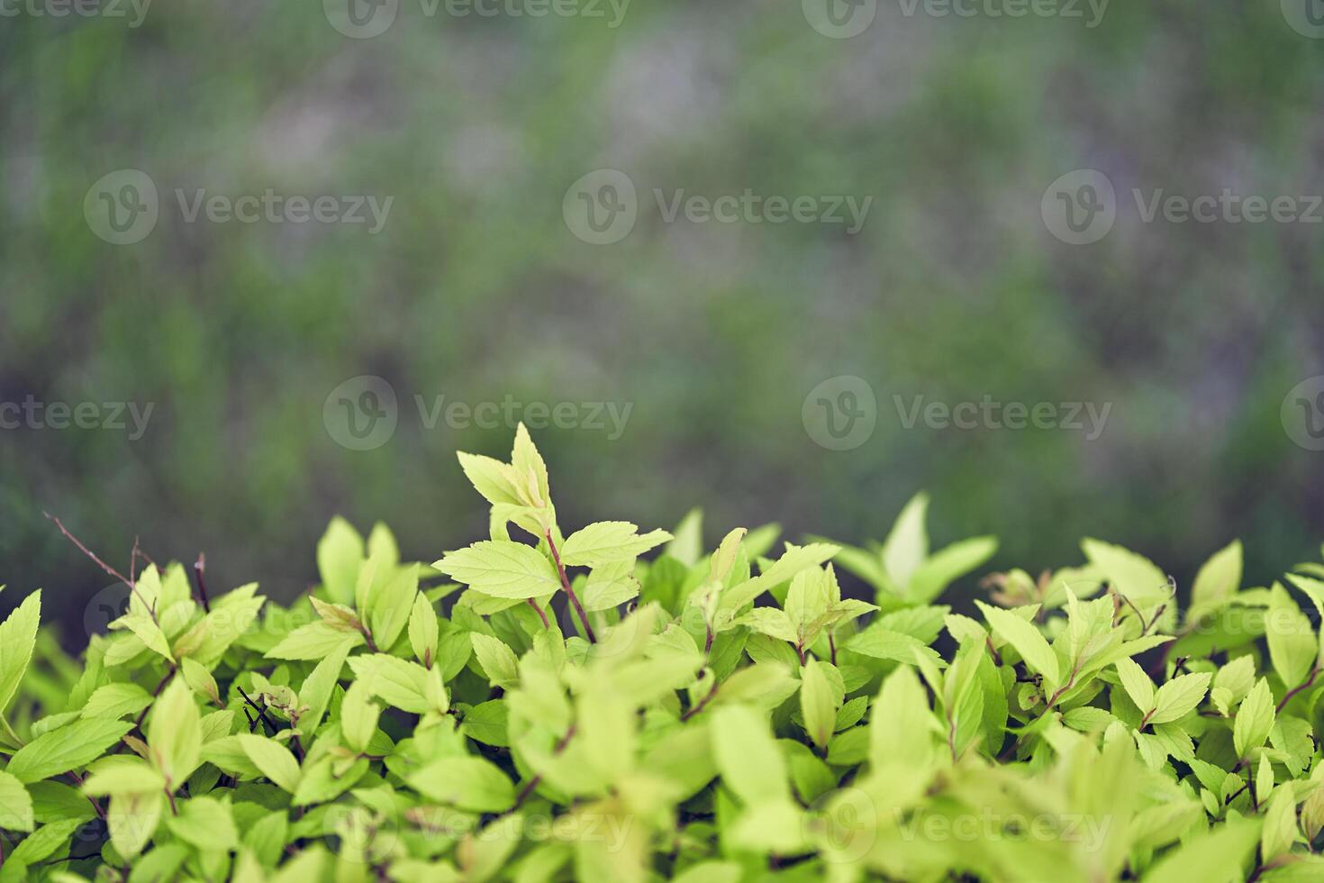 Background of Japanese spirea leaves. An ornamental plant in the garden. Eco-wall. Textured background of small green leaves on a blurry background. Clean environment. photo