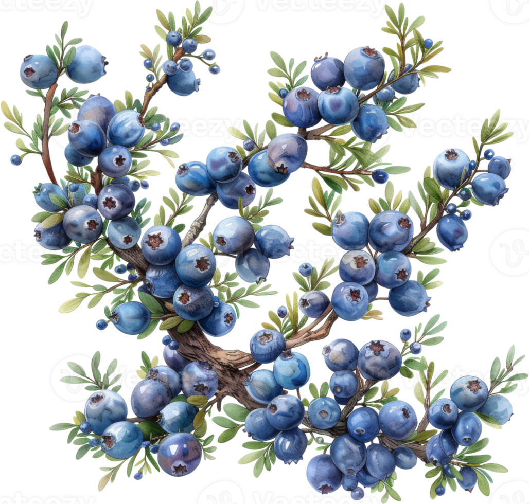 A blueberry bush with many blue berries on it. The blueberries are small and are clustered together. The bush is surrounded by green leaves and branches. The image has a peaceful and calming mood png