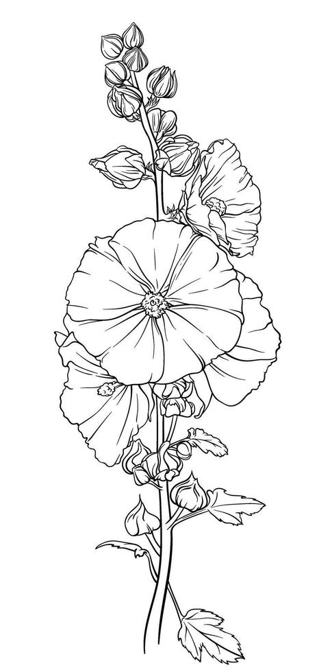 Detailed and colorful illustration of a lush green mallow branch with many leaves and bright inflorescences. Elegant image of hollyhock flowers vector