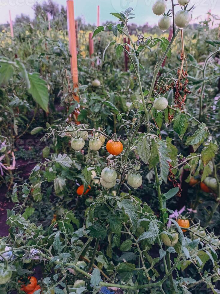 tomatoes on a bush in a kitchen garden red ripe and green sunlight behind harvest time selected focus harvest time long banner photo