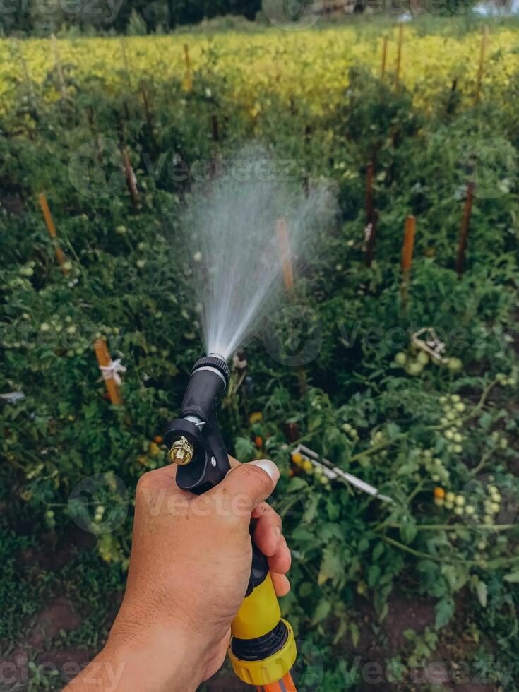 Gardener with a watering hose. Person spraying green grass lawn with hose sprayer. Irrigation with water, sunny day. Garden sprinkler in action. Landscaping. photo