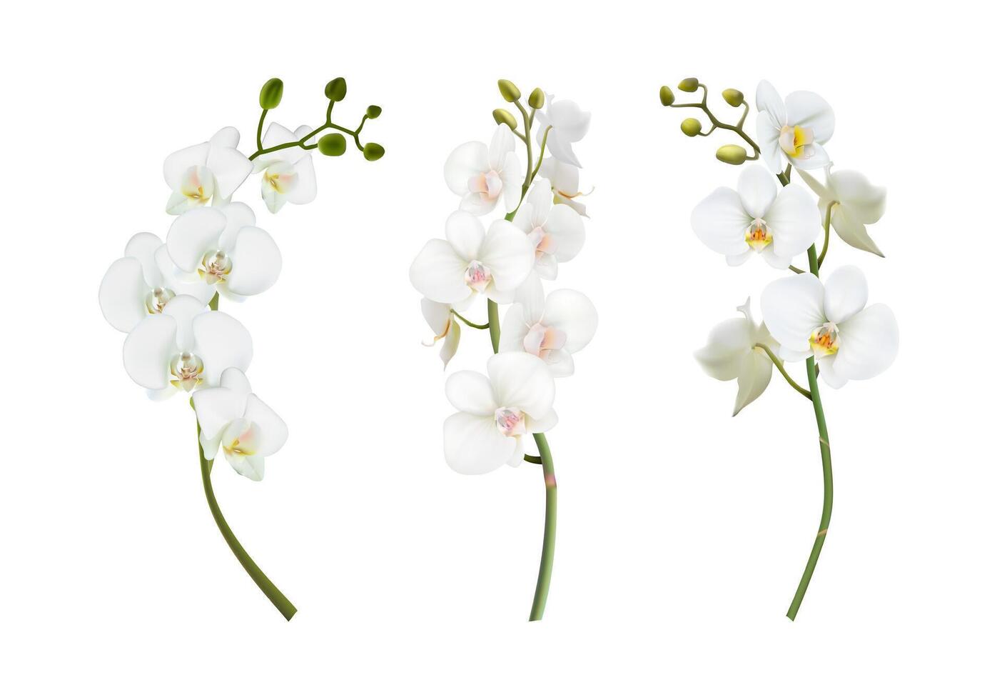 3d realistic illustration. Set of beautiful white orchid stems. Isolated on white background. vector