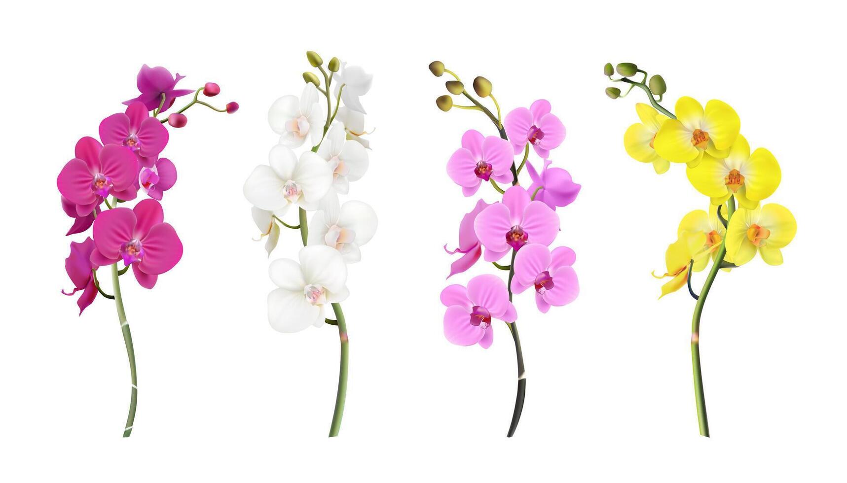 3d realistic illustration. Colorful orchid stems in white, pink, yellow color. Isolated on white background. vector