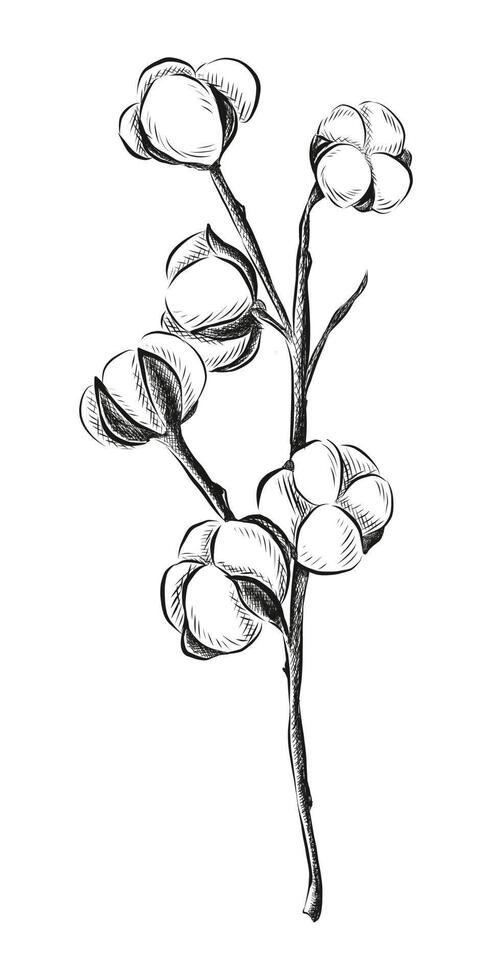 hand drawn cotton flower on a white background. vector