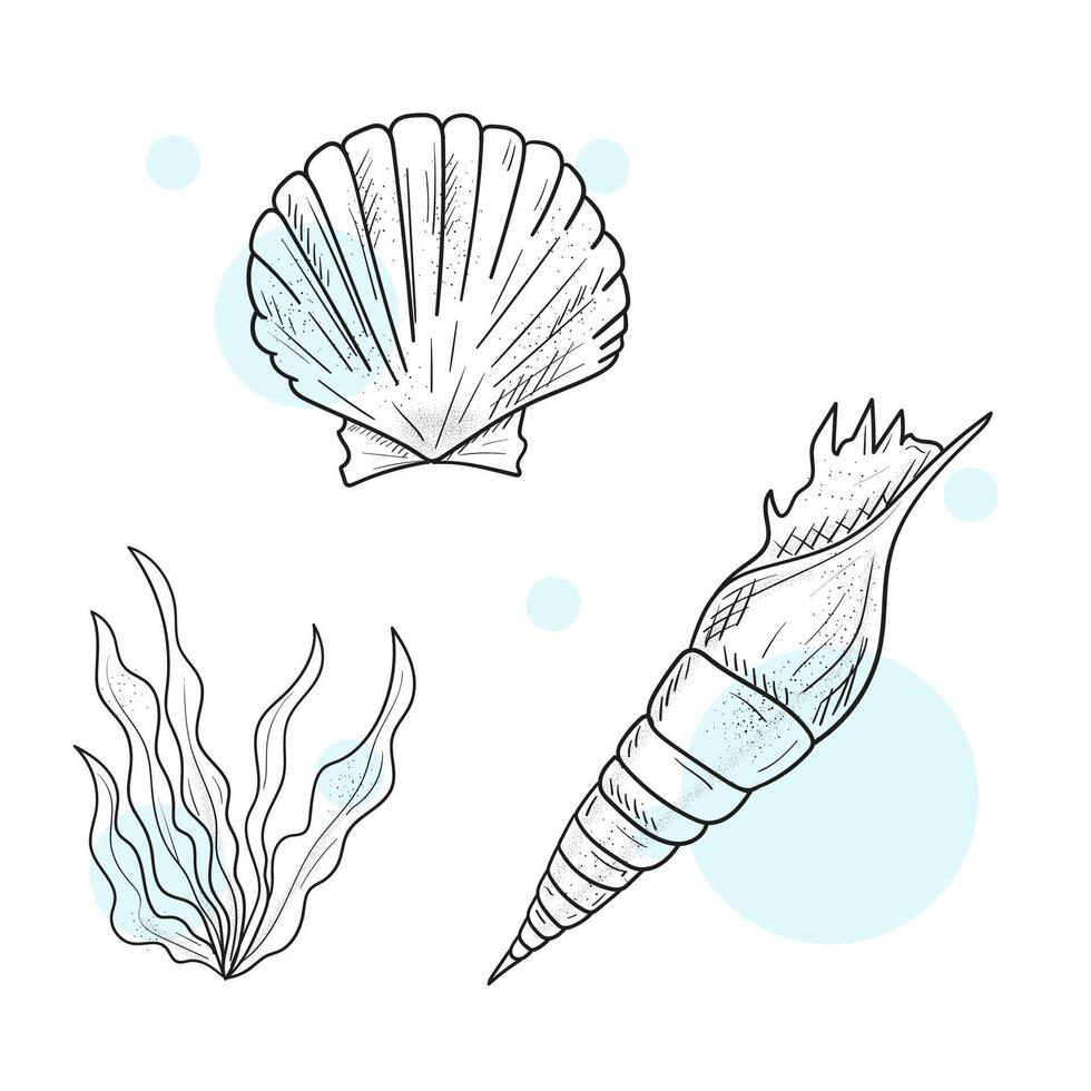 A set of linear sketches, contour coloring of seashells. Seashells set. Hand drawn illustrations of engraved line. Collection of realistic sketches various mollusk sea shells different forms. vector