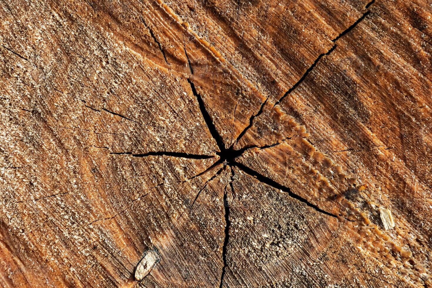 Wood abstract texture. Surface grunge backdrop. Dirty wooden effect pattern. Material background. photo