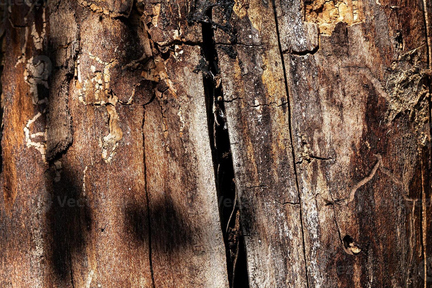 Wood abstract texture. Surface grunge backdrop. Dirty wooden effect pattern. Material background. photo