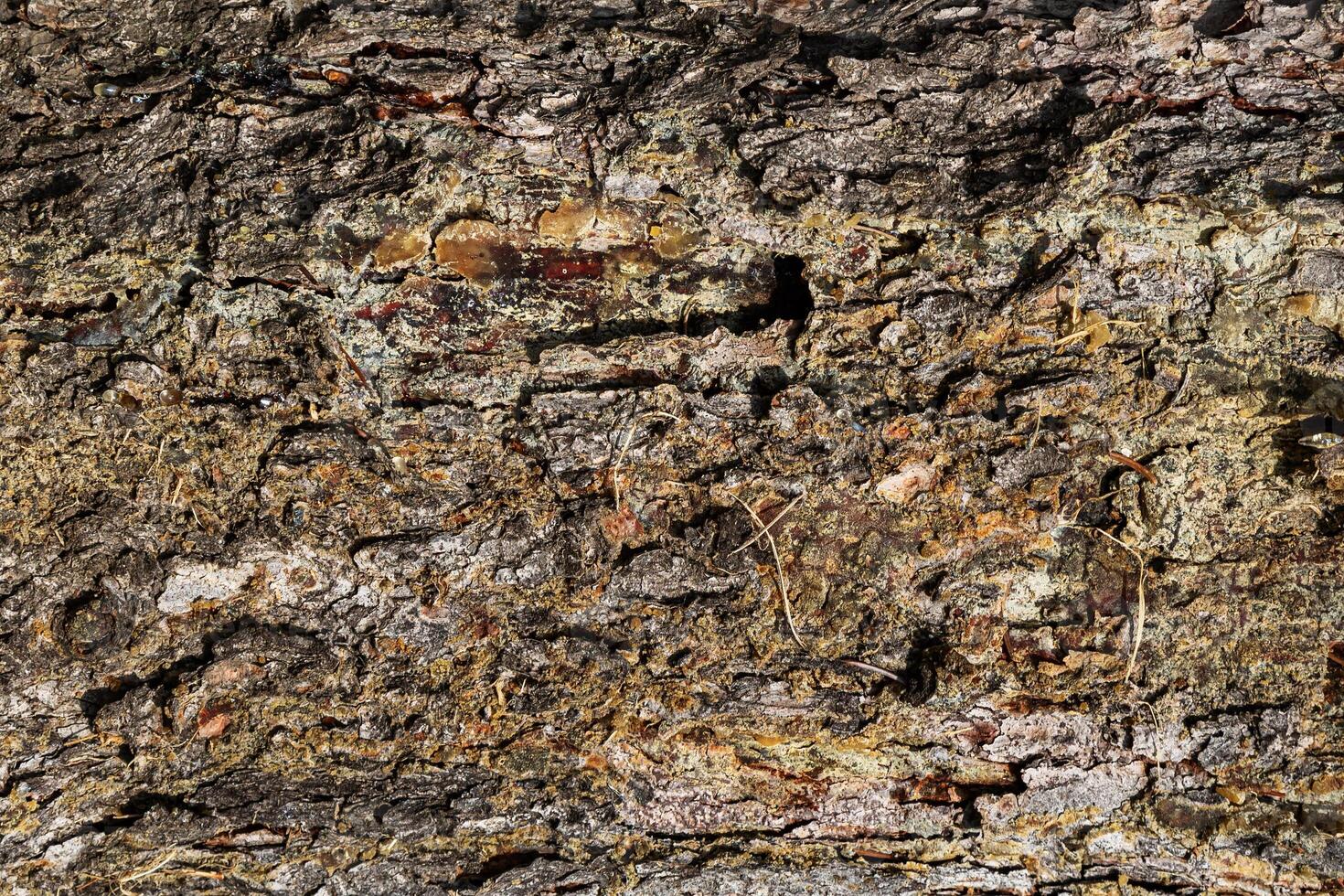 Wood abstract texture. Surface grunge backdrop. Dirty wooden effect pattern. Material background. photo
