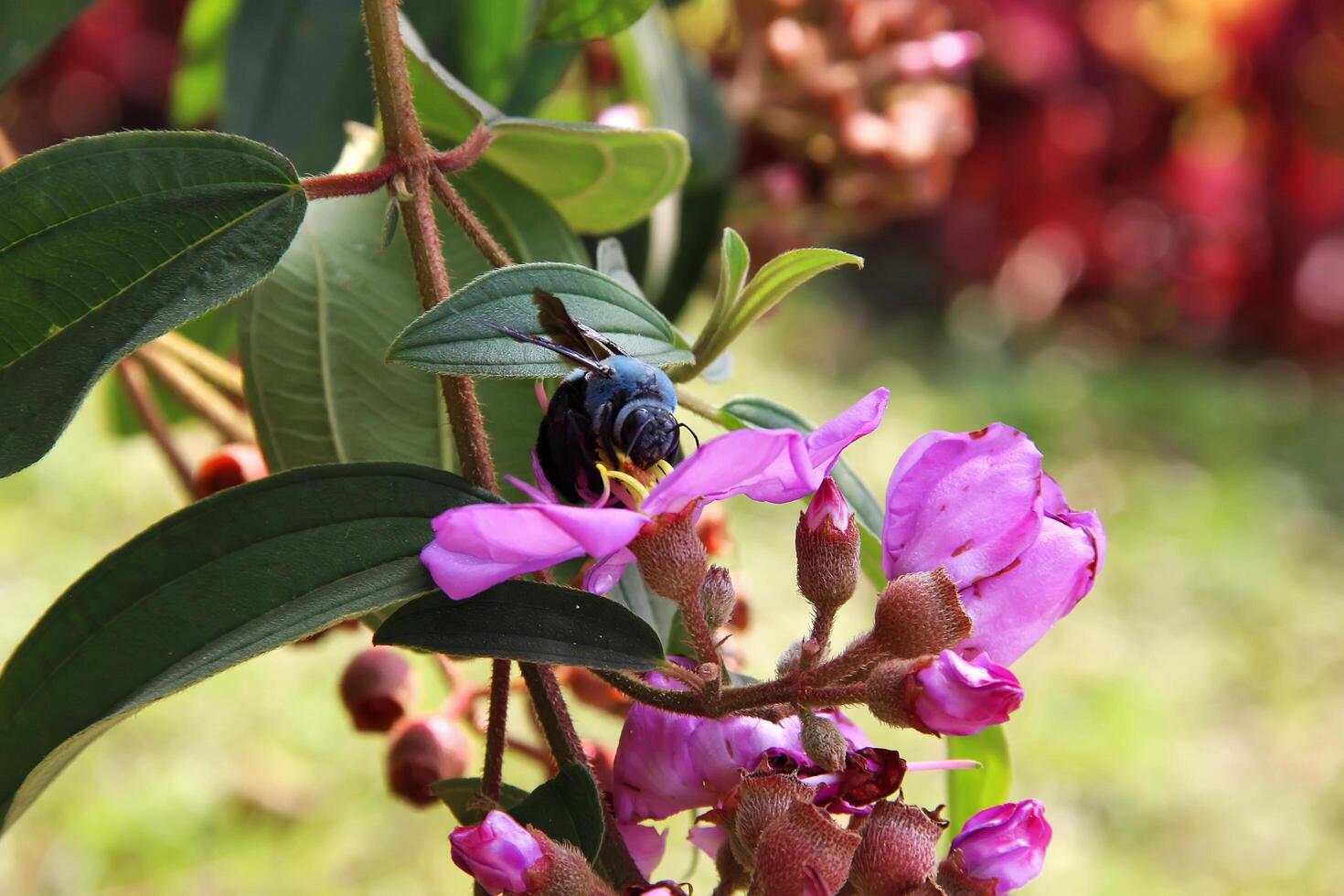 Melastoma malabathricum, known also as Malabar melastome, Indian rhododendron, Singapore rhododendron, planter's rhododendron and senduduk, is a flowering plant in the family Melastomataceae photo