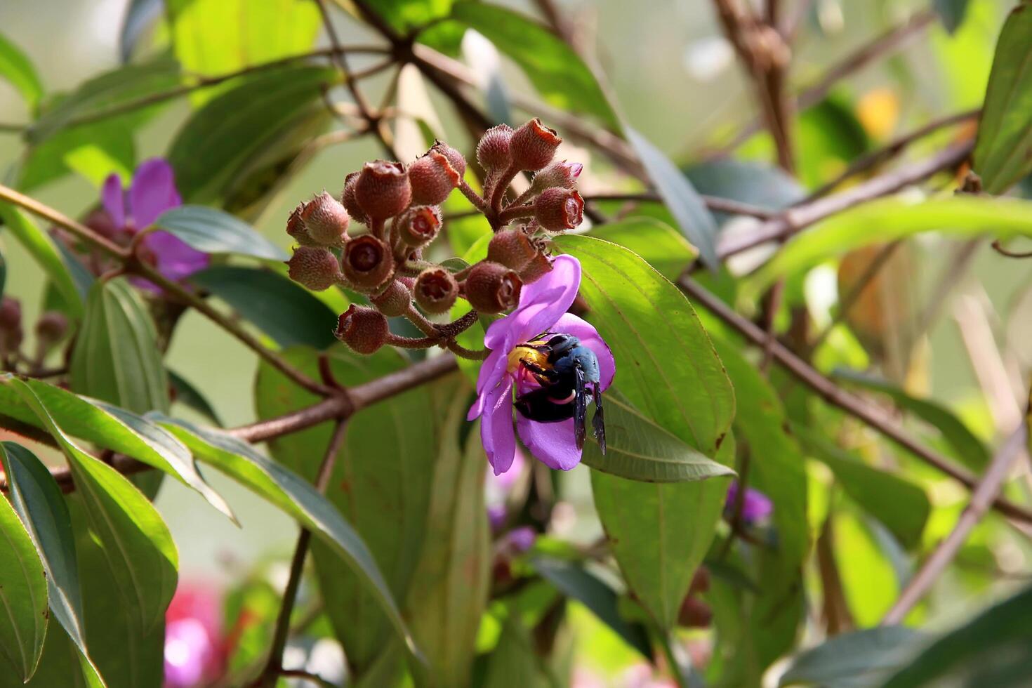 Melastoma malabathricum, known also as Malabar melastome, Indian rhododendron, Singapore rhododendron, planter's rhododendron and senduduk, is a flowering plant in the family Melastomataceae photo