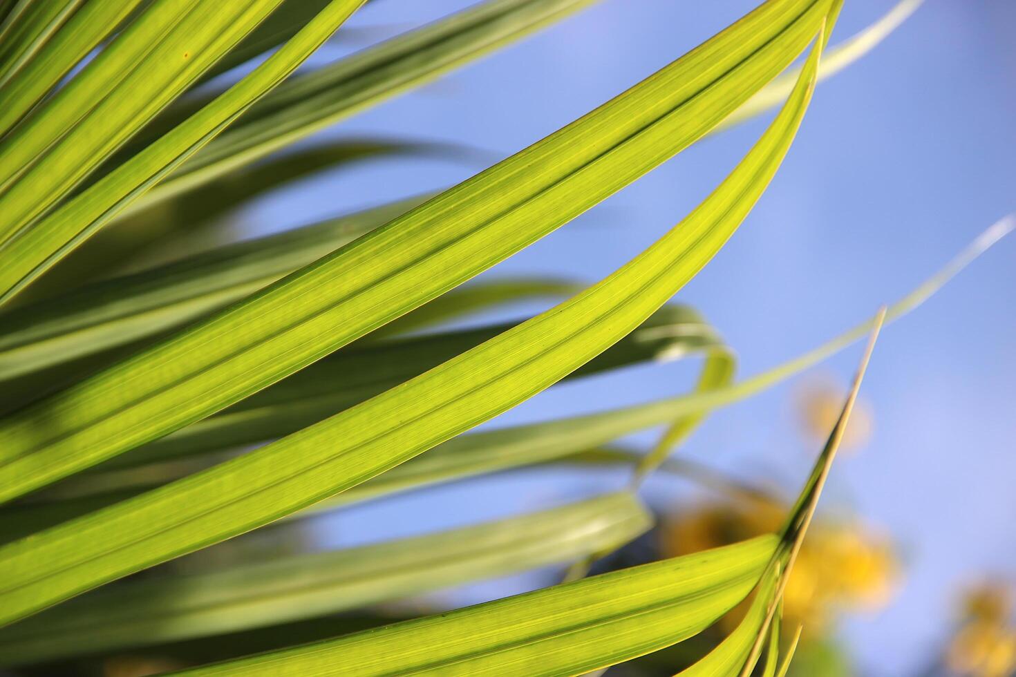 Natural Background, Palm tree, Dypsis cabadae photo