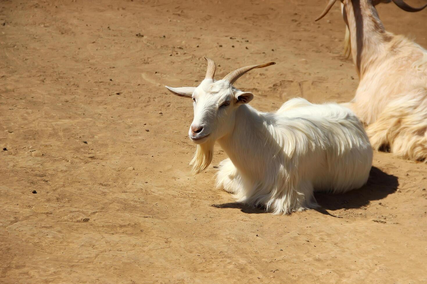 Saanen Goat, White goat picture handsome goat picture photo