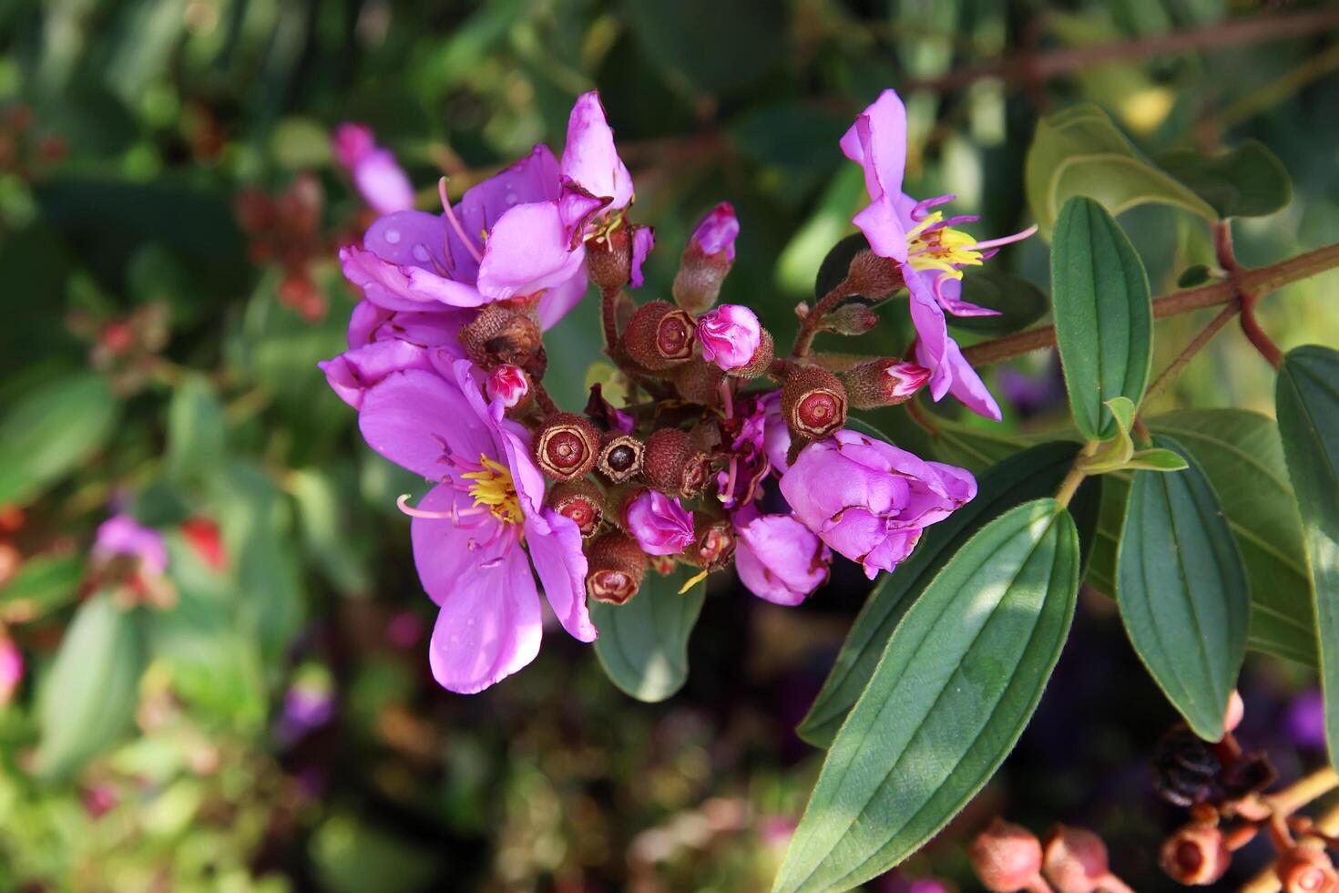 Melastoma malabathricum, known also as Malabar melastome, Indian rhododendron, Singapore rhododendron, planter's rhododendron and senduduk, is a flowering plant in the family Melastomataceae photo