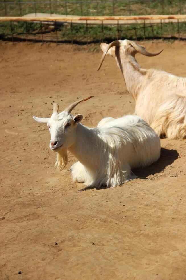 Saanen Goat, White goat picture handsome goat picture photo