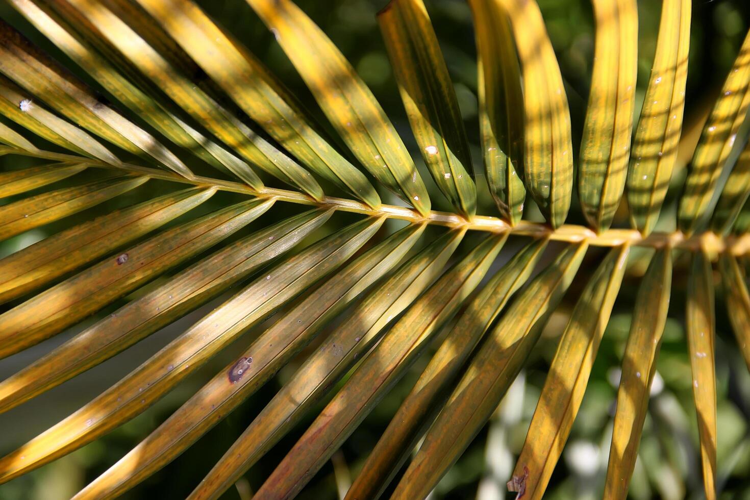 Natural Background, Palm tree, Dypsis cabadae photo