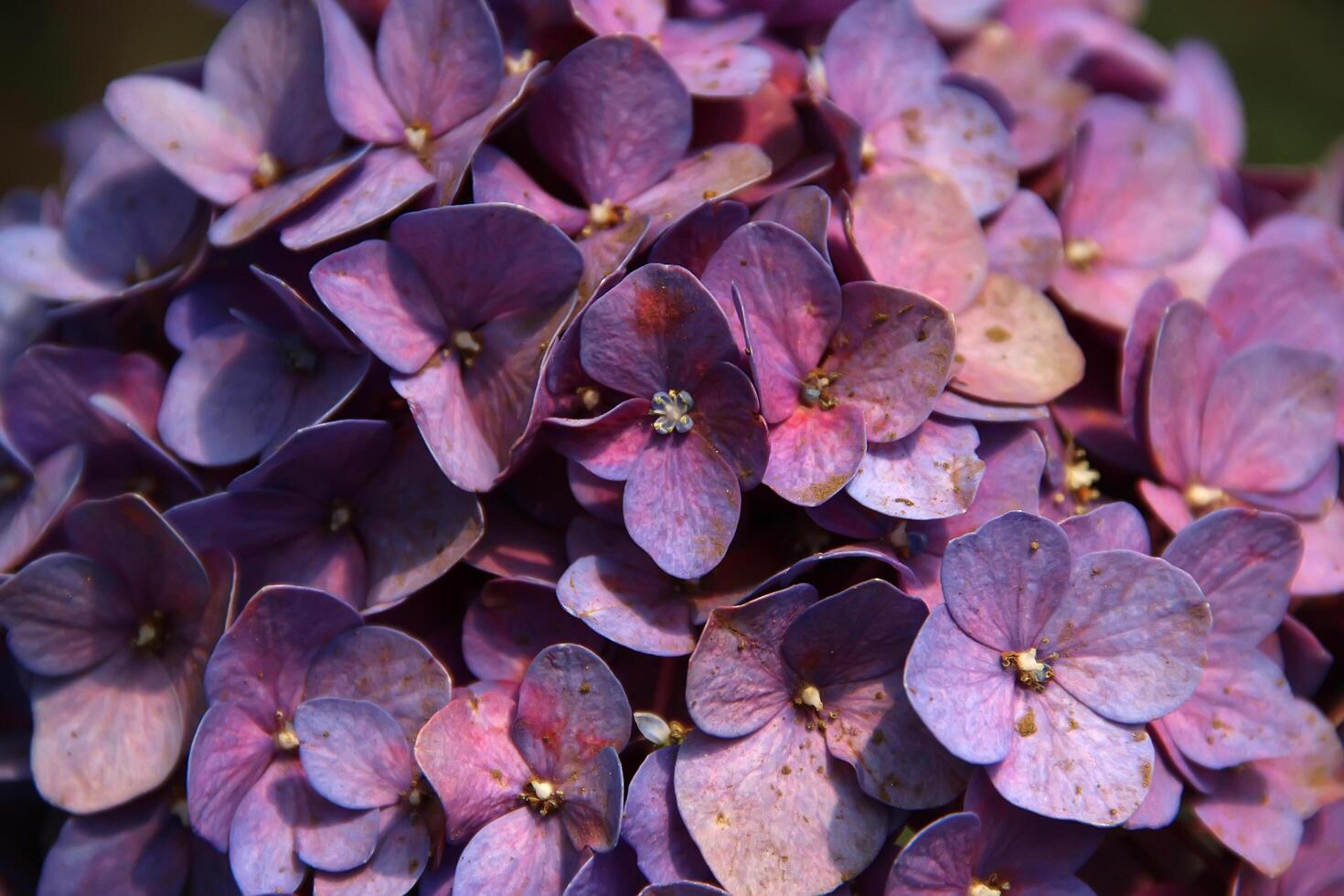 Violet Hydrangea flower blooming, Hortensia flower photo