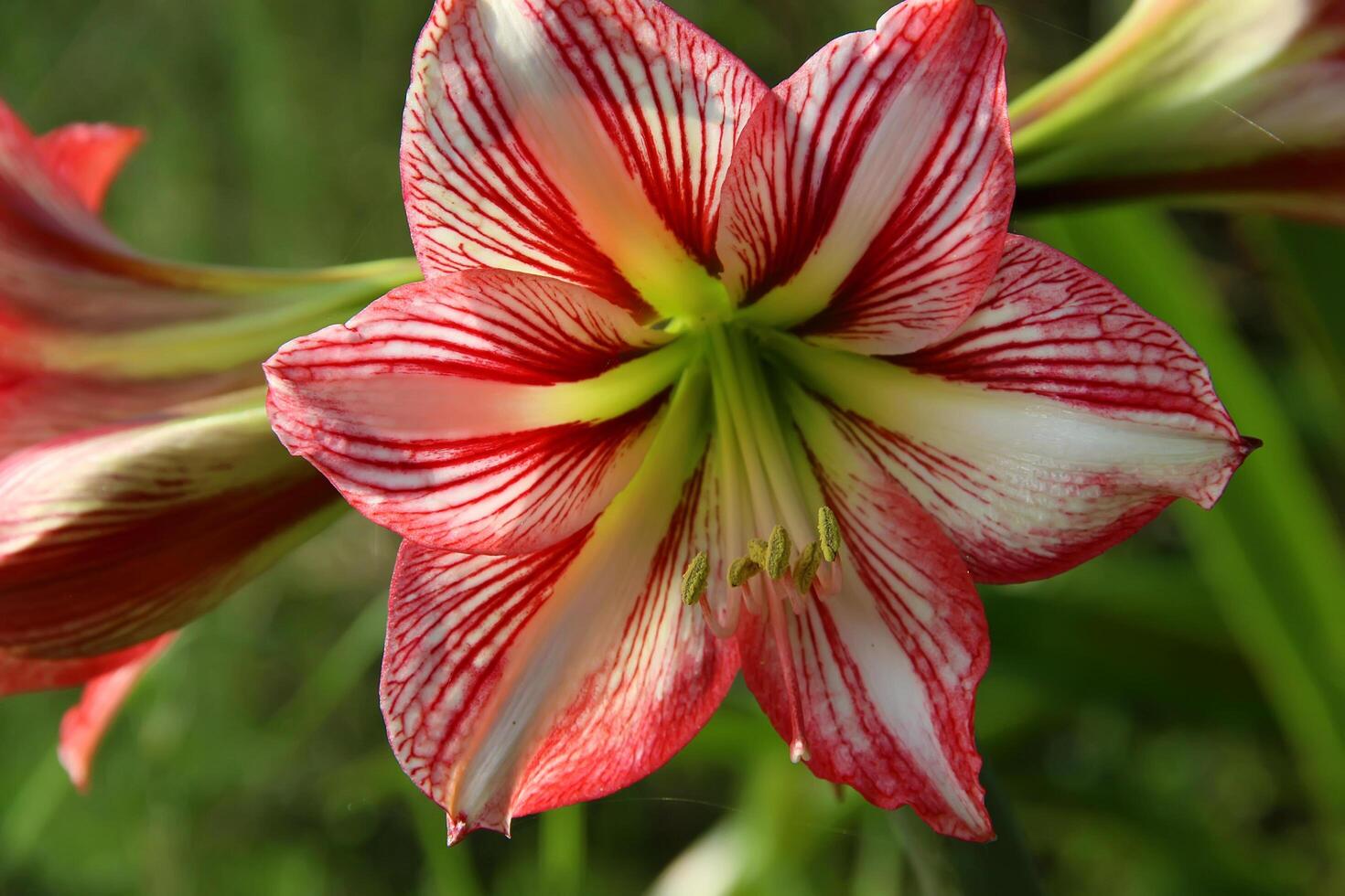 Hippeastrum correiense, plant in full bloom, Amaryllidaceae, Amaryllis, beautiful flower, petal photo